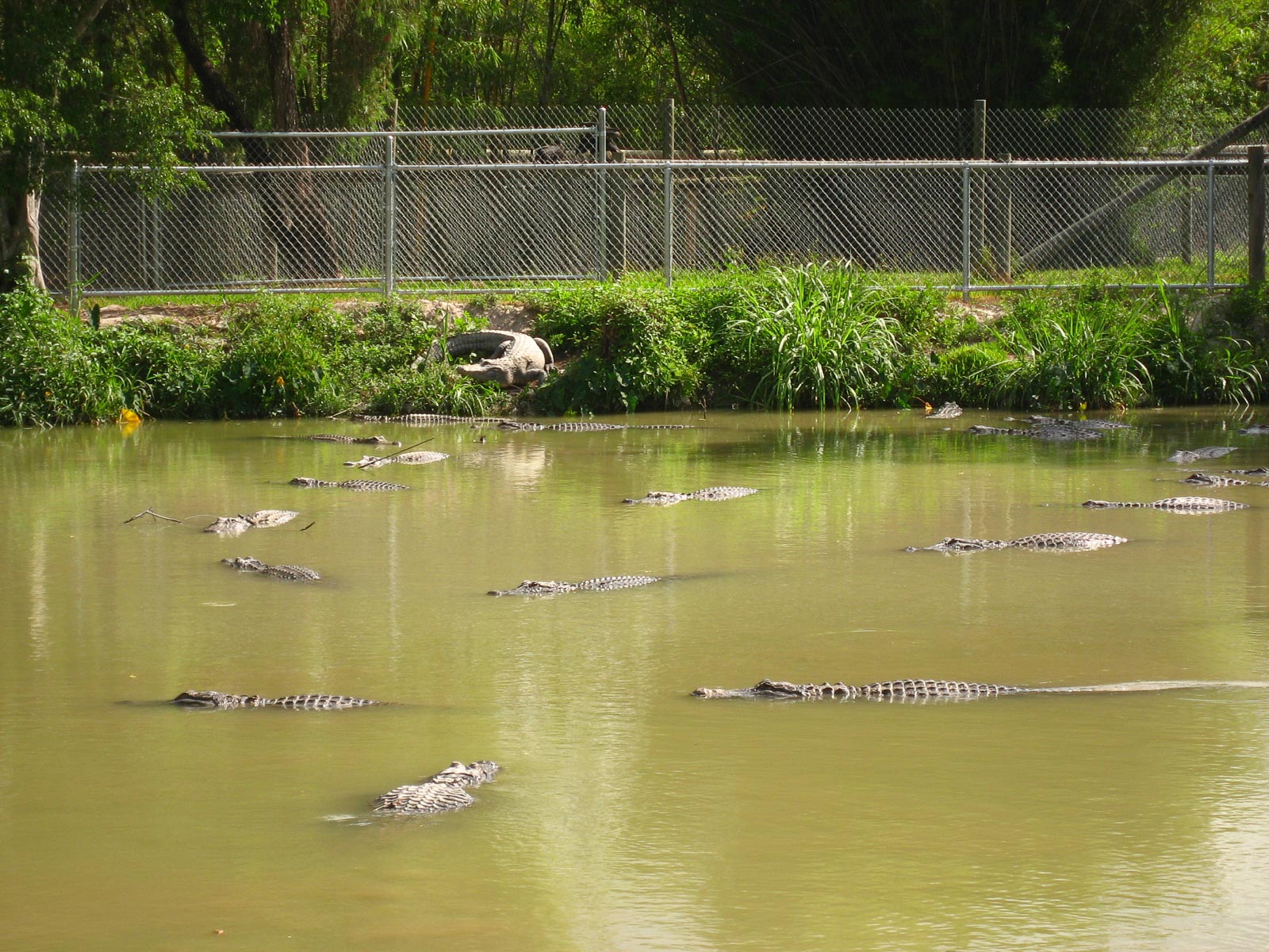 01 02 Homestead 050 Leslie 259