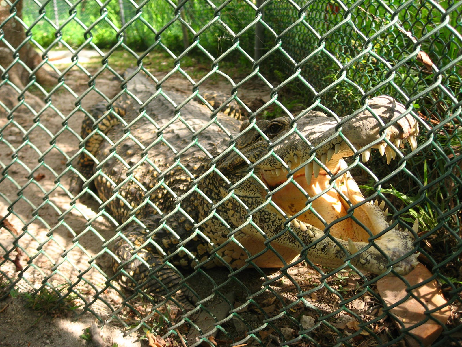 03 02 Homestead 004 Leslie 247