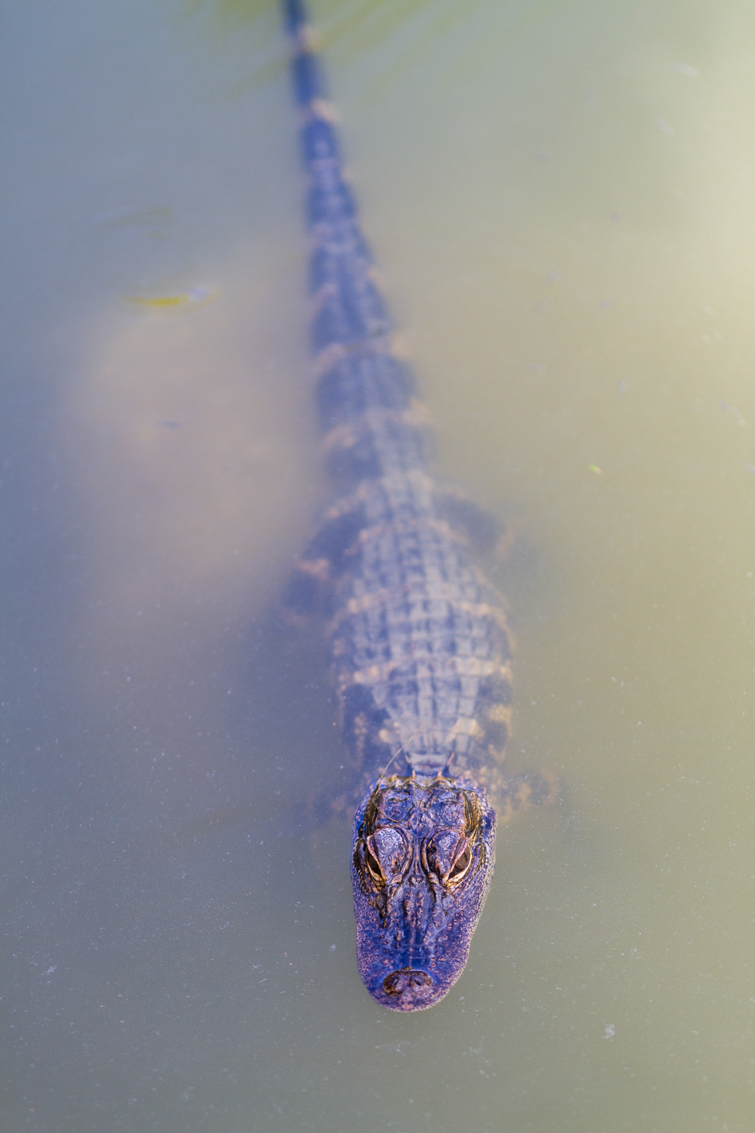 11 02 Homestead 052 IMG 5813