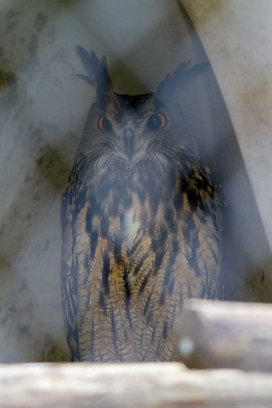 19 02 Homestead 016 IMG 5809